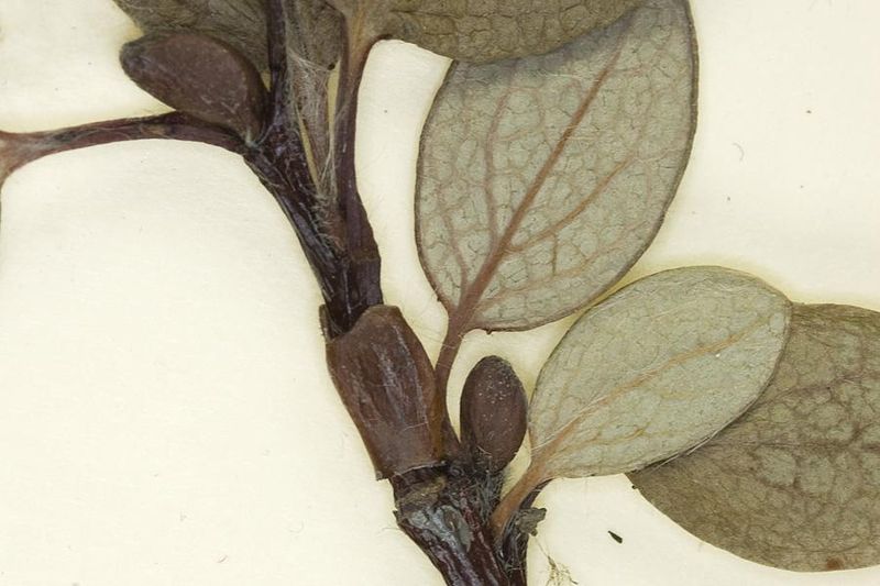 Tiedosto:Salix reticulata lehdet.jpg