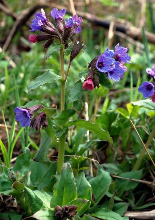 Kasvitiede viuhko Tieteen Termipankki