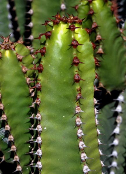 Tiedosto:Euphorbia canariensis varsi.jpg