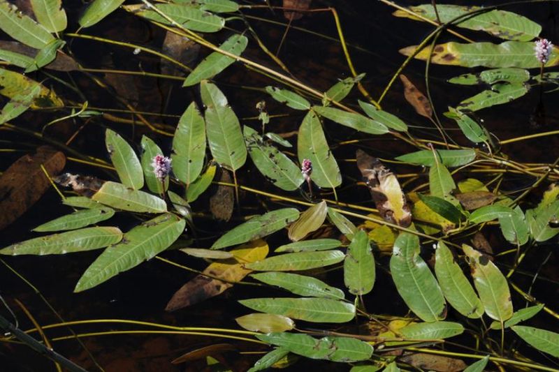 Tiedosto:Persicaria amphibia lehdet.jpg