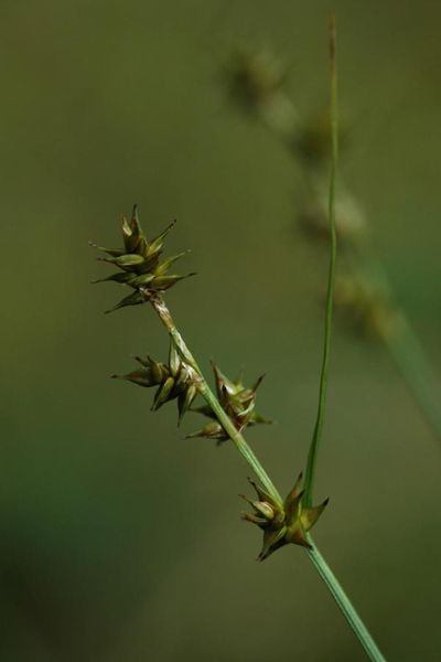 Tiedosto:Carex echinata jaykkavartinen.jpg