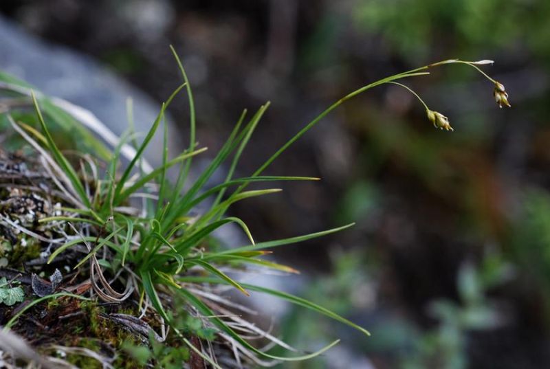 Tiedosto:Carex capillaris hieman nuokkuva.jpg