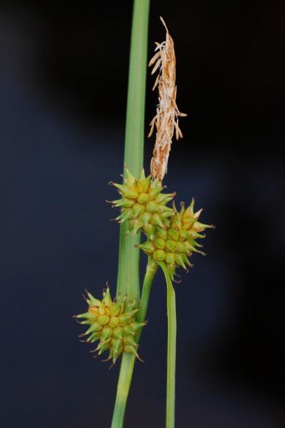 Tiedosto:Carex viridula tahkia.jpg