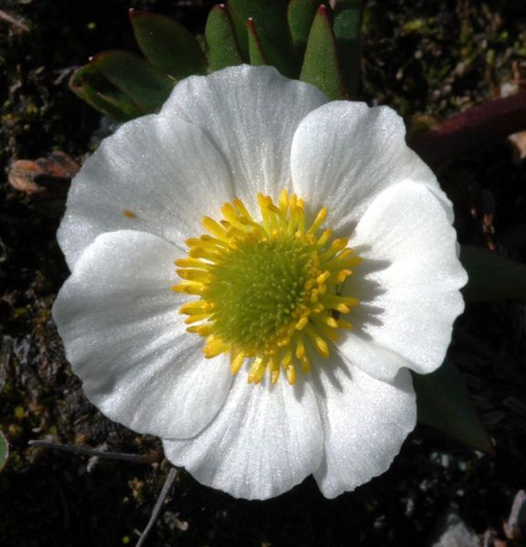 Tiedosto:Ranunculus glacialis kukka.jpg