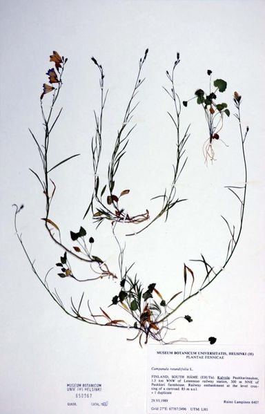 Tiedosto:Campanula rotundifolia erilaislehtisyys.jpg