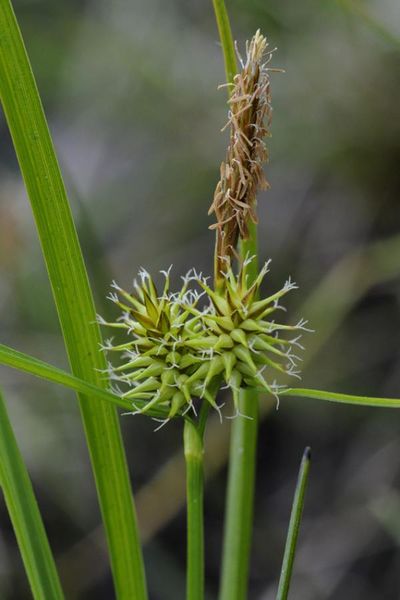 Tiedosto:Carex flava keltasara.jpg