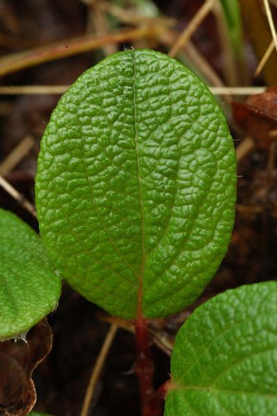 Tiedosto:Salix reticulata lehti.jpg