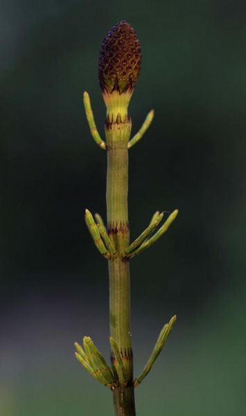 Tiedosto:Equisetum fluviatile ylaviistot haarat.jpg