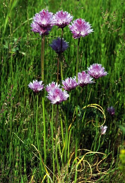 Tiedosto:Allium schoenoprasum ruohosipuli.jpg