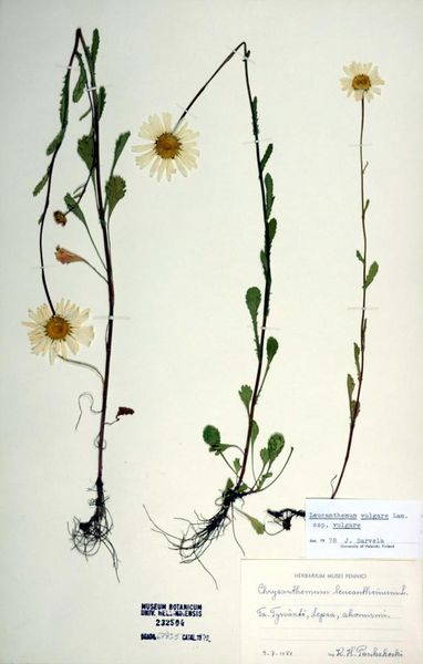 Tiedosto:Leucanthemum vulgare juuret.jpg