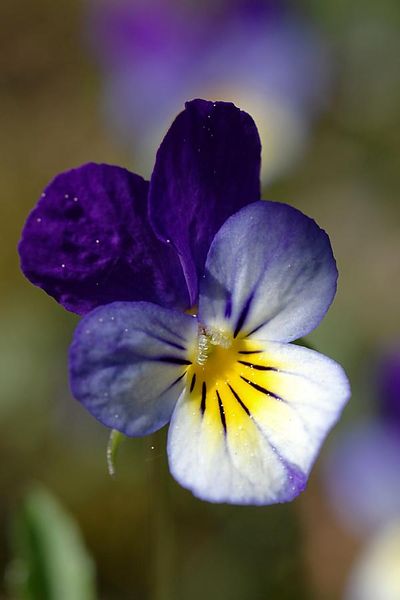 Tiedosto:Viola tricolor orvokki.jpg