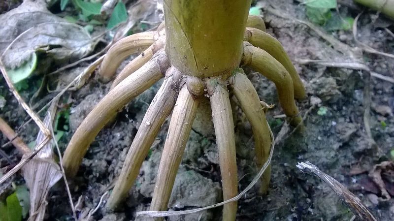 Tiedosto:Prop roots of Maize plant.jpeg