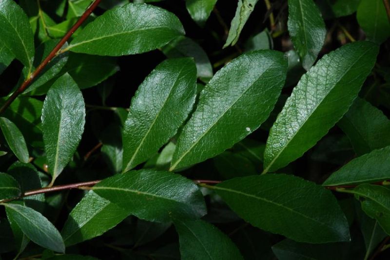 Tiedosto:Salix phylicifolia lehdet.jpg