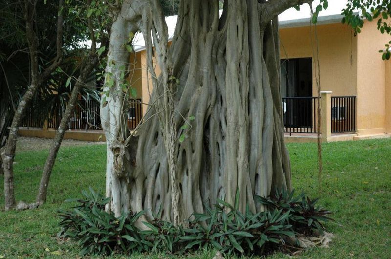 Tiedosto:Ficus benghalensis ilmajuuret.jpg