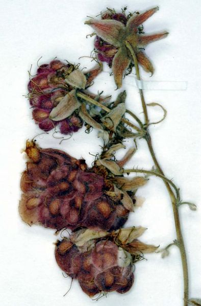 Tiedosto:Rubus idaeus varren piikit.jpg