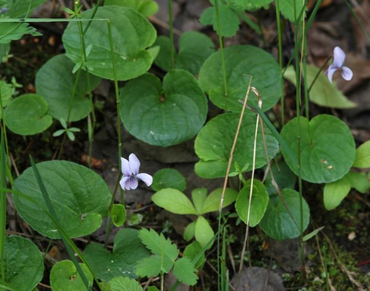 Tiedosto:Viola palustris lehtia.jpg