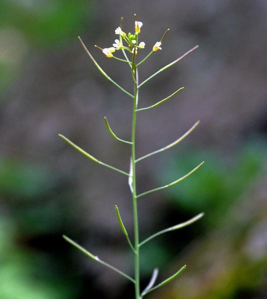 Tiedosto:Arabidopsis thaliana siirottavat lidut.jpg