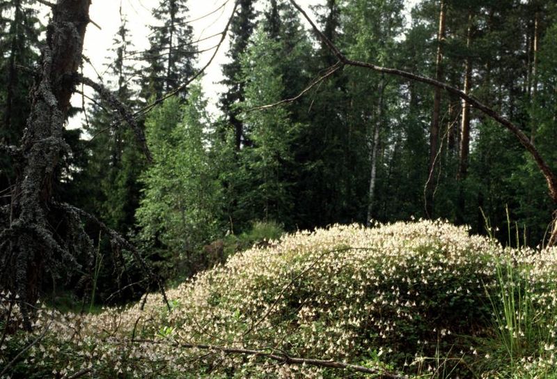 Tiedosto:Linnaea borealis kasvusto.jpg