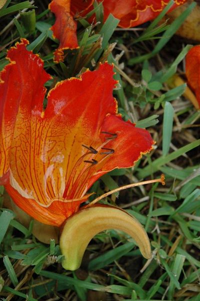Tiedosto:Spathodea campanulata asymmetrinen kukka.jpg