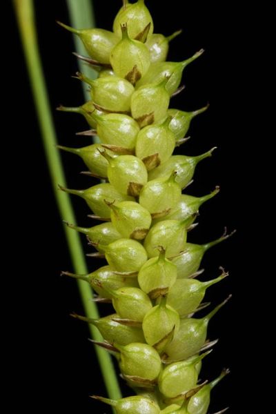 Tiedosto:Carex rostrata pullakot.jpg