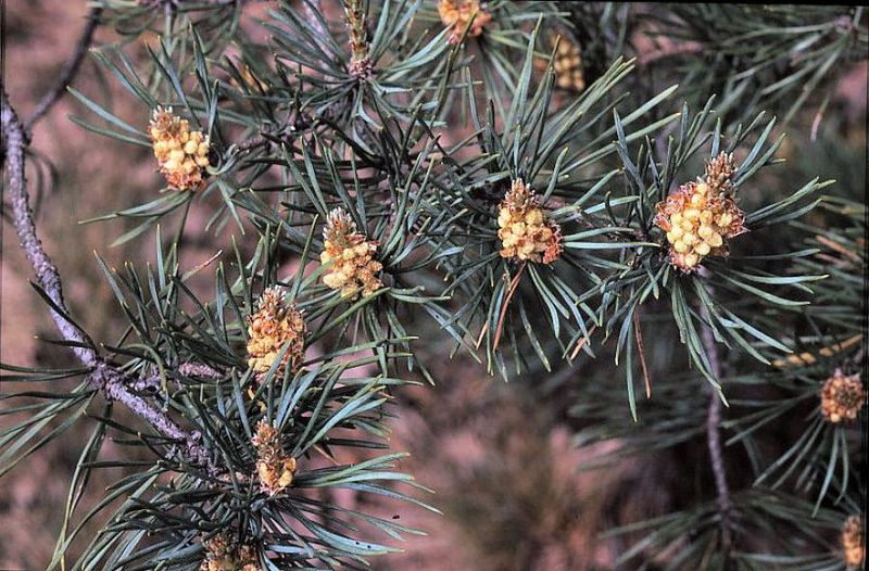 Tiedosto:Pinus sylvestris oksia.jpg