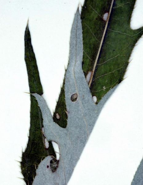 Tiedosto:Cirsium helenioides lehti.jpg