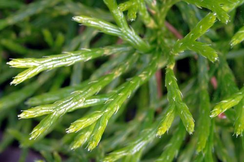 Kasvitiede suomumainen Tieteen Termipankki