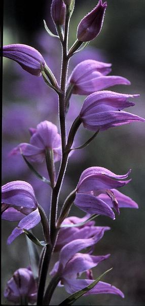 Tiedosto:Cephalanthera rubra kierteiset kukkaperat.jpg